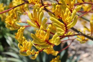 Anigozanthos 'Harmony'