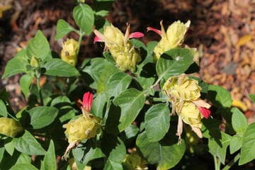 Justicia 'Fruit Salad'