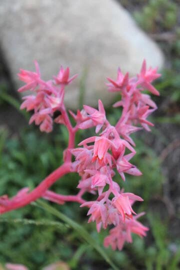 Echeveria pallida