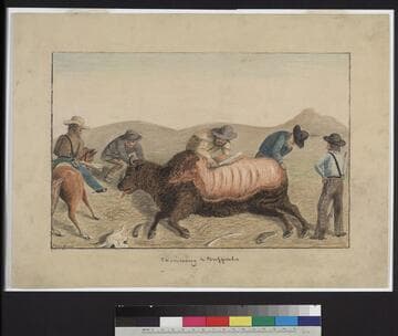 Skinning a Buffalo