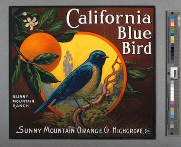 California Blue Bird