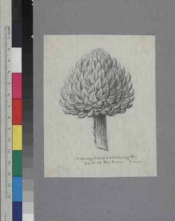 Young cone crowning the head of the tree. Pinon