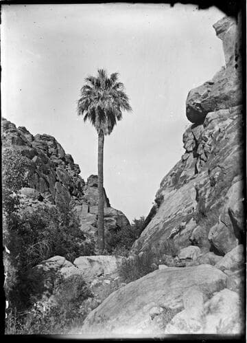 Lone palm