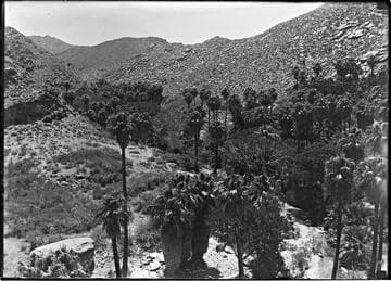 Palm Canyon