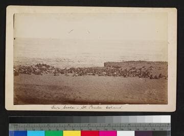 Fur seals -- St. Paul's Island