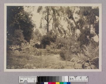 Aunt Augusta's garden