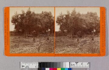 In the San Gabriel Mission orchard