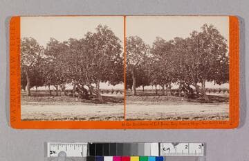 At the residence of L. J. Rose Esq. Sunny Slope San Gab'l