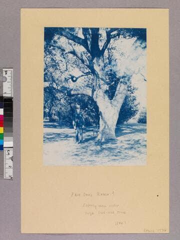 Elderly man under huge live-oak tree