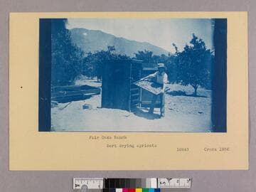 Bert drying apricots