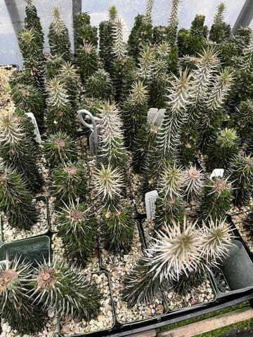 Alluaudia montagnacii