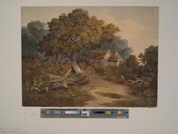 In the New Forest