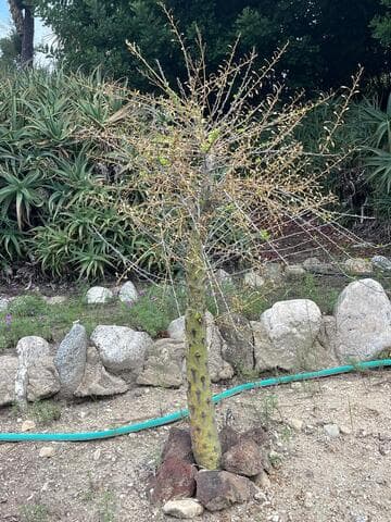 Fouquieria columnaris