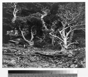Cypress, Point Lobos