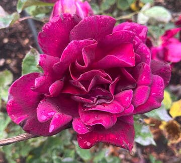 Rosa 'Night'