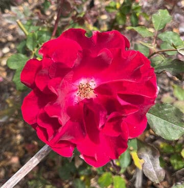 Rosa 'Valentine'