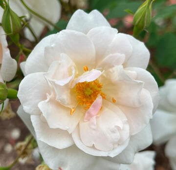 Rosa 'Bouquet Tout Fait'