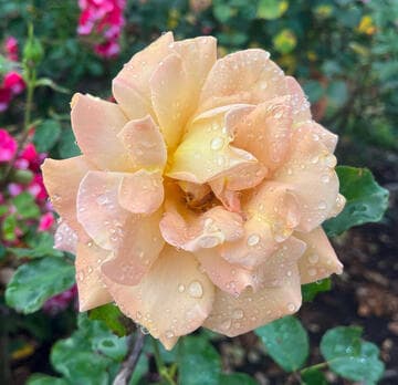 Rosa 'Honey Dijon'
