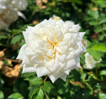 Rosa 'White Drift'
