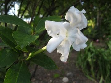 Brunfelsia lactea