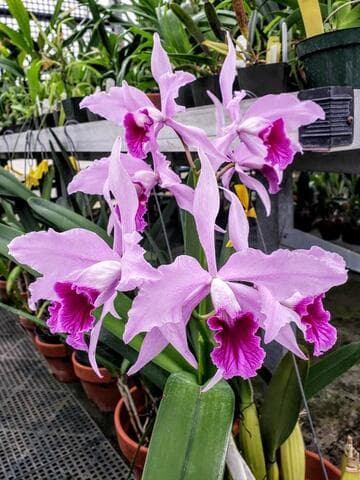 Laelia Pulcherrima