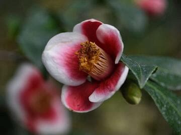 Camellia japonica 'Tama-no-ura'