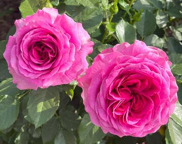 Rosa 'Sweet Madame Blue'