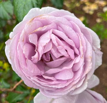 Rosa 'Enchanted Evening'