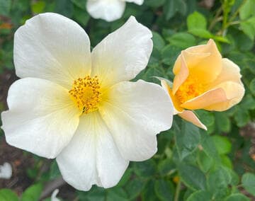 Rosa 'Golden Wings'