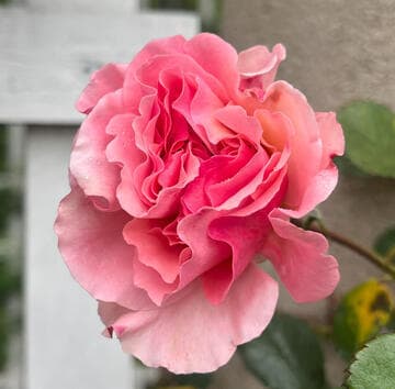 Rosa 'Dream Weaver'