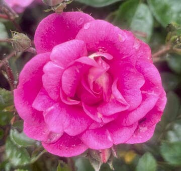 Rosa 'China Doll'