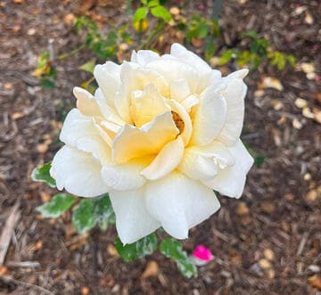 Rosa 'Crown of Gold'