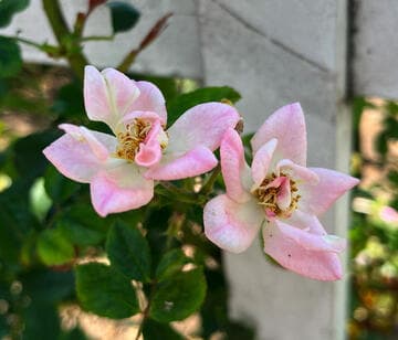 Rosa 'Pinkie'