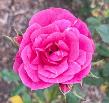 Rosa 'Poulsen's Bedder'