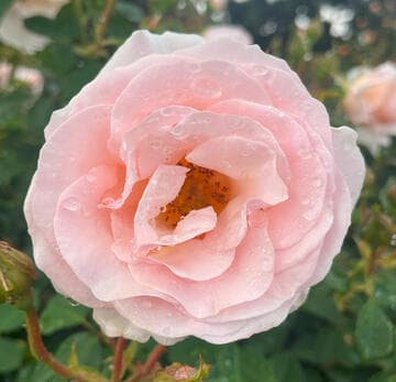 Rosa 'Pretty Lady'
