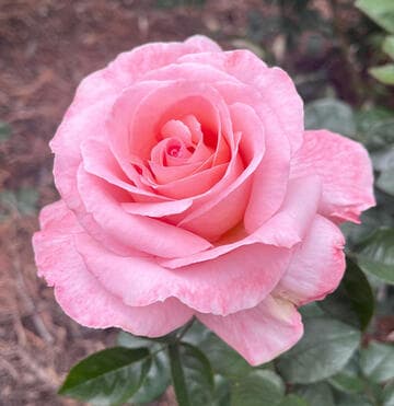 Rosa 'Paul Shirville'