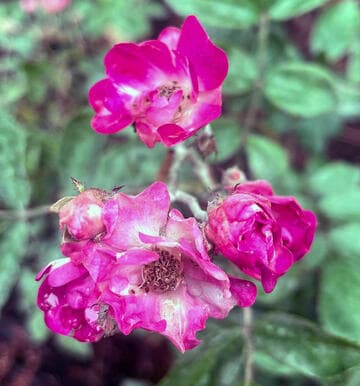 Rosa 'Mrs. W. H. Cutbush'