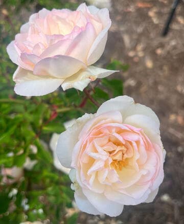 Rosa 'Mme. Joseph Schwartz'