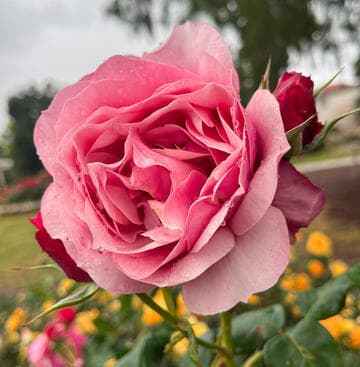 Rosa 'Uptown Girl'