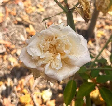Rosa 'Gold Hill'