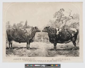 James Gilchrist, B. Lawrence, a pair of Durham stears purchased of the Hon. James Gilchrist of Ohio