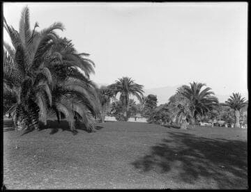 Palms on the San Marino ranch