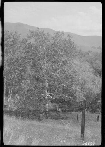 Vincent Transmission Line