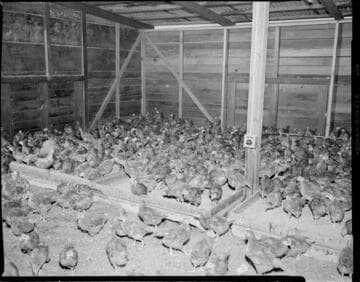 Poultry ranch