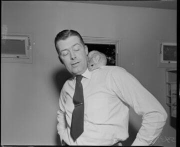 Man with chinchilla on his shoulder
