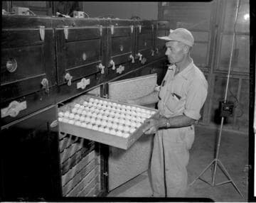 Man with tray of turkey eggs in incubator