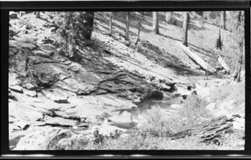 Stream in a forest