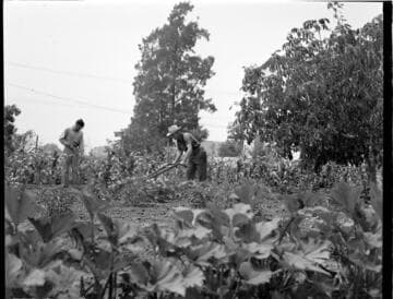 Edison News, Victory Garden, Montebello, P. V. Moffat, F. V. Lucas