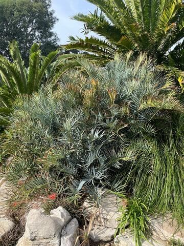 Encephalartos trispinosus