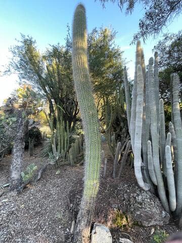 Echinopsis terscheckii
